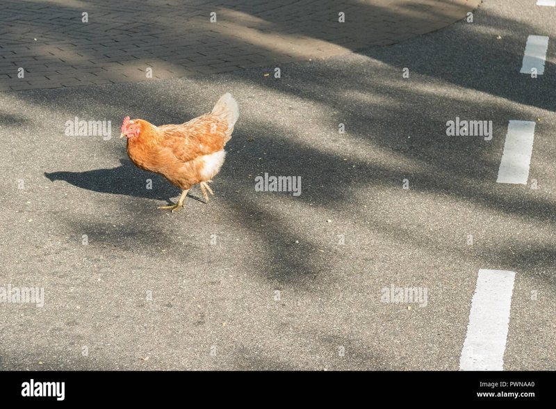 Uno sguardo a chicken road online