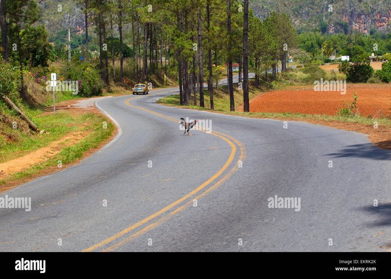 Spain - chicken road españa
